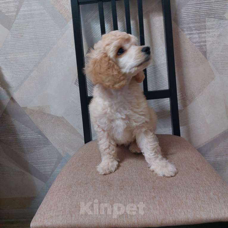 Собаки в Дзержинске: Пудель Мальчик, 30 000 руб. - фото 2