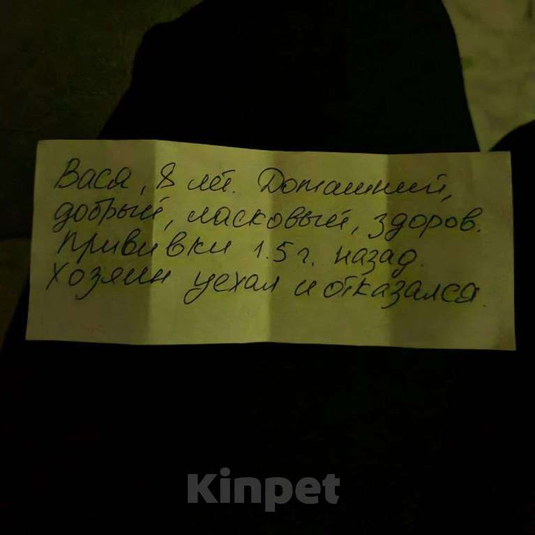 Кошки в Москве: Кота привязали к батарее в подъезде 🆘️‼️‼️ Срочный поиск дома Мальчик, Бесплатно - фото 4