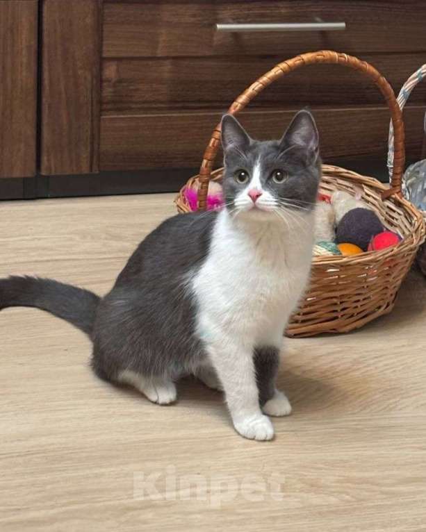 Кошки в Москве: Котенок Жози ищет дом Девочка, Бесплатно - фото 3