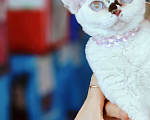 Кошки в Москве: Котенок Девон Рекс Ясмина Девочка, 60 000 руб. - фото 7