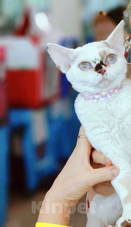 Кошки в Москве: Котенок Девон Рекс Ясмина Девочка, 60 000 руб. - фото 7