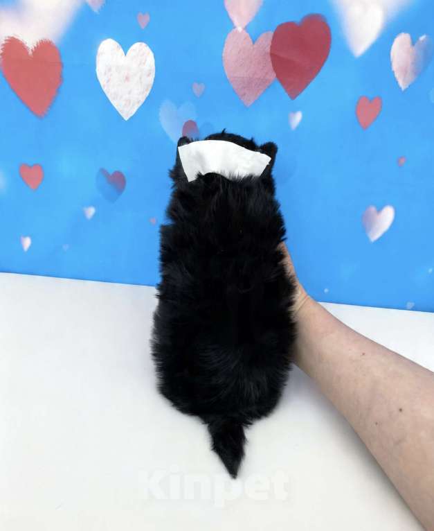 Собаки в Москве: Чёрный йорк мальчик стандарт Мальчик, 80 000 руб. - фото 7