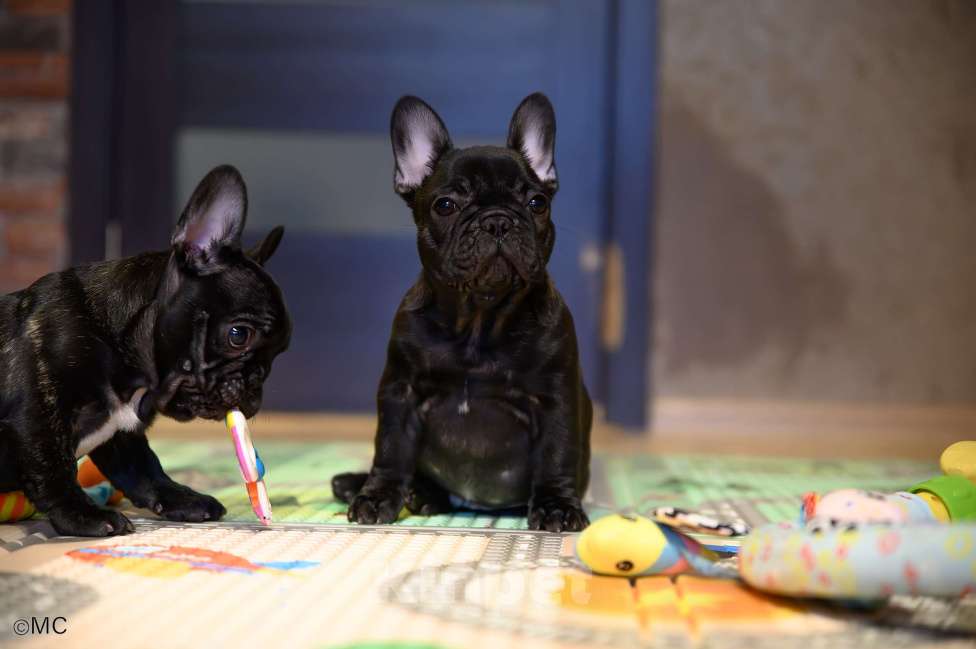 Собаки в Щелково: Очаровательный пацанчик французского бульдога  Мальчик, Бесплатно - фото 1