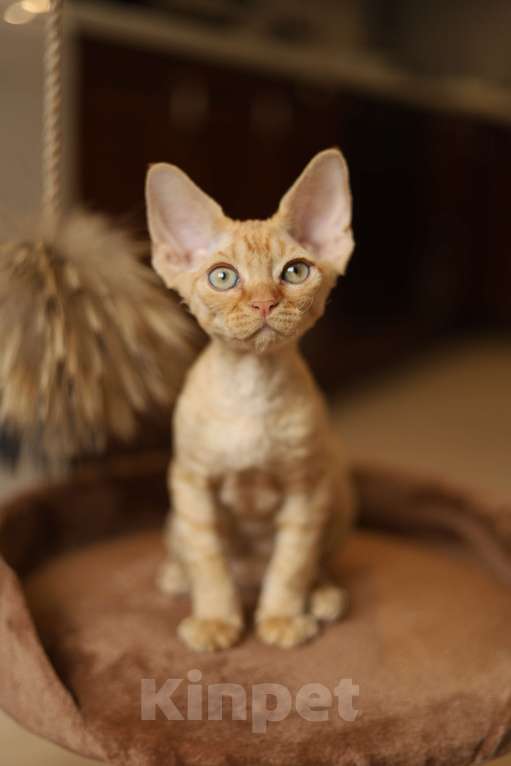 Кошки в Москве: Котята девон-рекс Мальчик, 60 000 руб. - фото 8