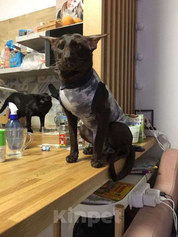 Кошки в Санкт-Петербурге: Кот на вязку Мальчик, 20 000 руб. - фото 2