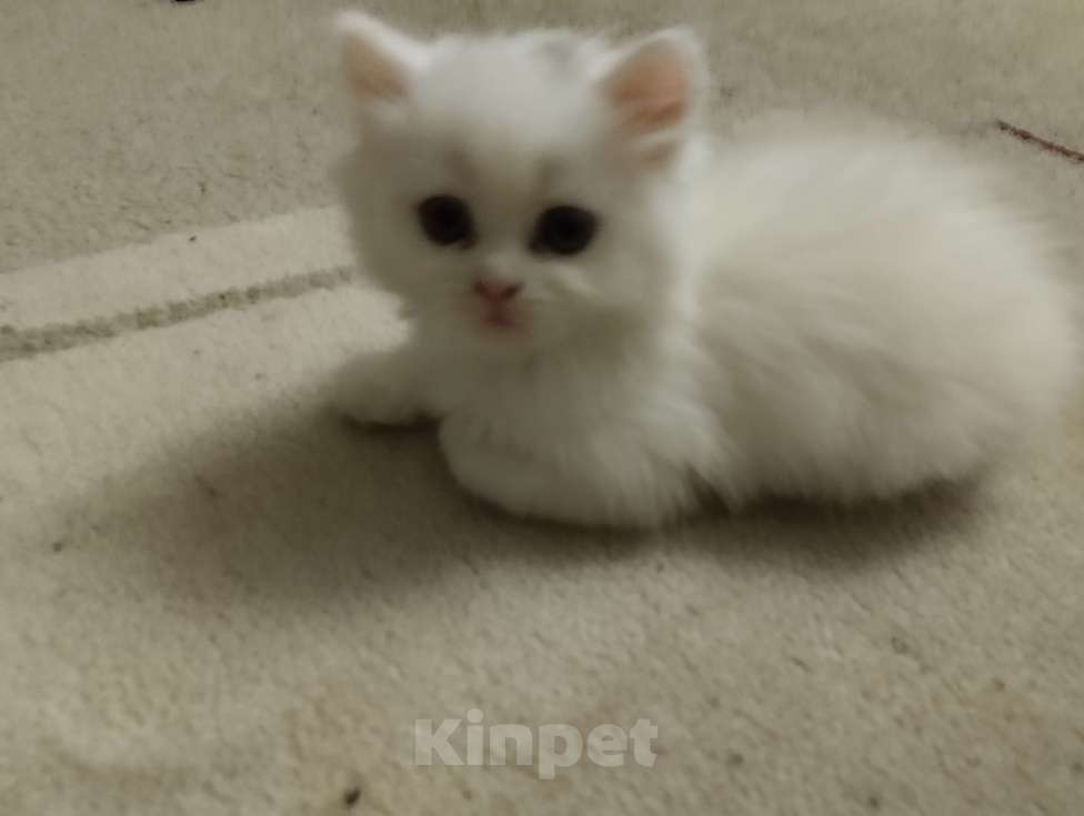 Кошки в Ростове-на-Дону: белый котёнок девочка Девочка, 1 900 руб. - фото 2