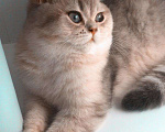 Кошки в Химках: Вязка с красивым шотландцем❤️, 2 000 руб. - фото 3
