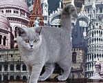 Кошки в Москве: Британский котенок Девочка, 20 000 руб. - фото 2