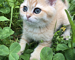 Кошки в Люберцах: Котята  британская шиншилла Девочка, 10 000 руб. - фото 3
