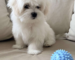 Собаки в Москве: Щенки мальтийской болонки Мальчик, 38 000 руб. - фото 3