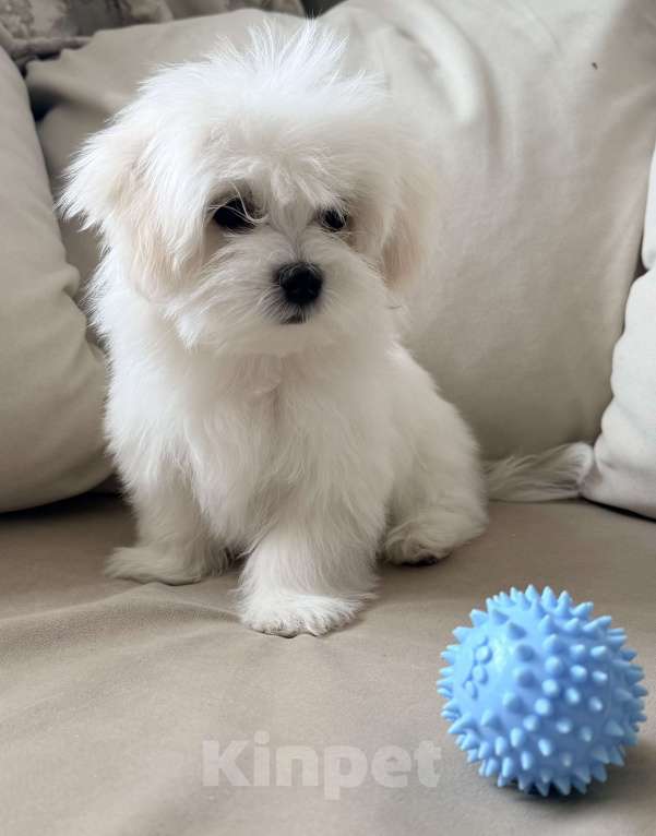 Собаки в Москве: Щенки мальтийской болонки Мальчик, 38 000 руб. - фото 3