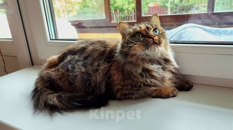 Кошки в Москве: Британские кошки и коты Девочка, 10 000 руб. - фото 1