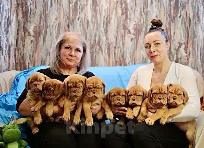 Собаки в Москве: Щенок. Кобель. Бордоский дог.  Мальчик, 120 000 руб. - фото 3