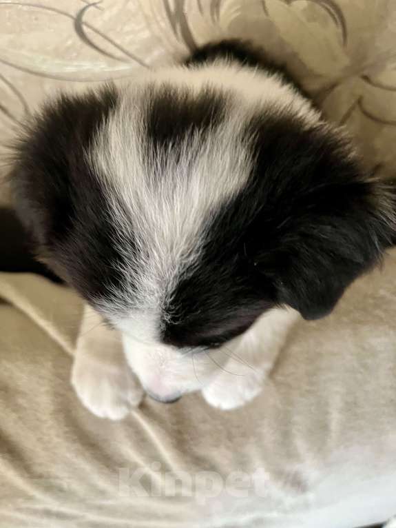 Собаки в Краснодаре: Продаются щенки Бордерколли  Девочка, Бесплатно - фото 3