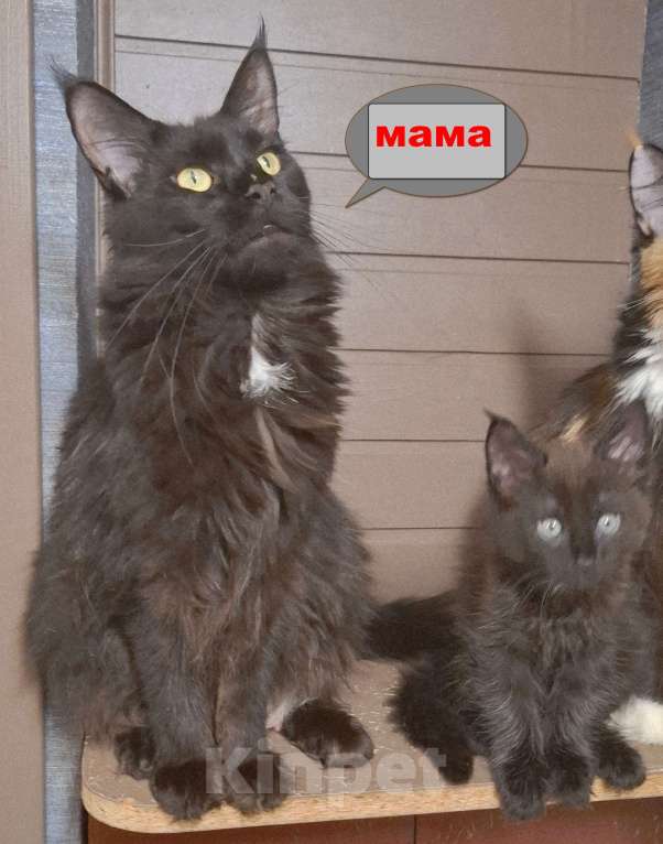 Кошки в Санкт-Петербурге: Мальчик мейн кун Мальчик, 65 000 руб. - фото 6