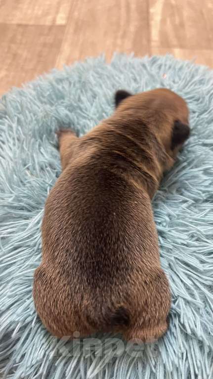 Собаки в Нижнем Новгороде: Резерв щенков породы французский бульдог  Девочка, 30 000 руб. - фото 5