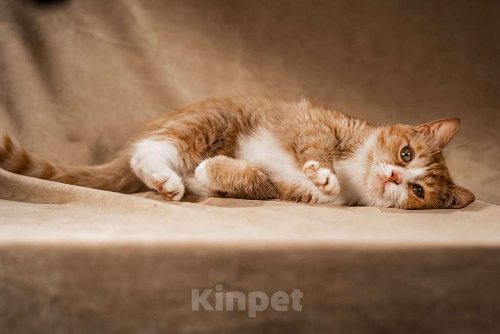 Кошки в Клине: Базилио — ласковый и скромный котик Мальчик, Бесплатно - фото 2