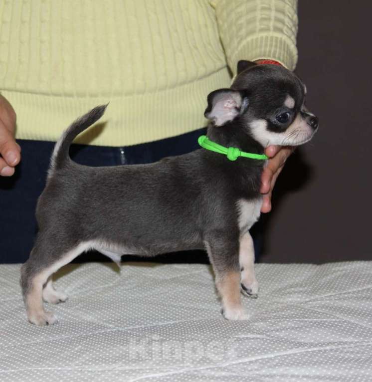 Собаки в Санкт-Петербурге: Детки присматривают родителей  Мальчик, 65 000 руб. - фото 5