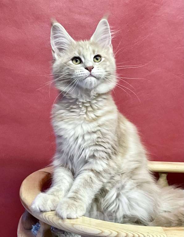 Кошки в Санкт-Петербурге: Котята Мейн Кун 3 мес, 45 000 руб. - фото 4