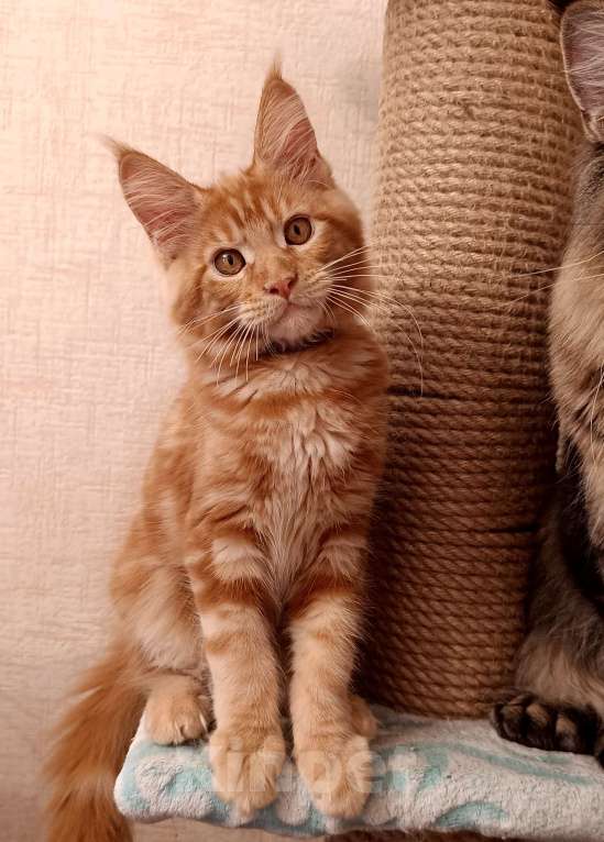 Кошки в Новосибирске: Детки мейн-кун полидакт в варежках Девочка, 20 000 руб. - фото 2