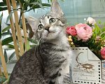 Кошки в Москве: Крошка-котенок  Николь ищет дом Девочка, Бесплатно - фото 1