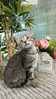 Объявление: Крошка-котенок  Николь ищет дом, Бесплатно, Москва