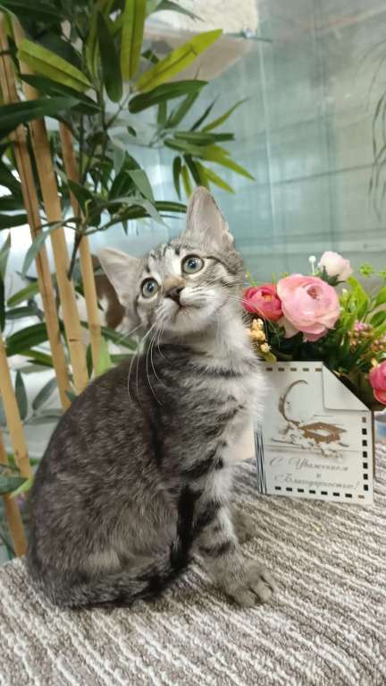 Кошки в Москве: Крошка-котенок  Николь ищет дом Девочка, Бесплатно - фото 1