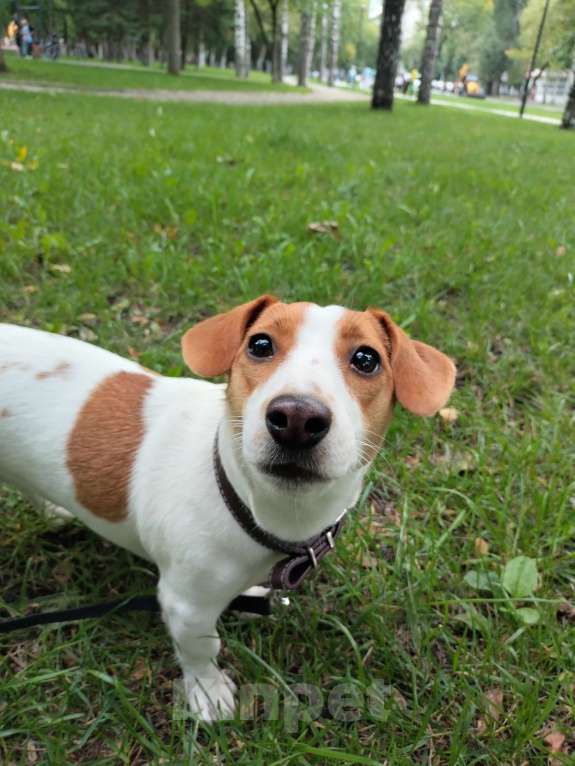 Собаки в Пензе: Майя-1 год Девочка, 12 000 руб. - фото 2