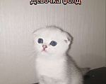 Кошки в Новосибирске: Юта Девочка, 30 000 руб. - фото 1