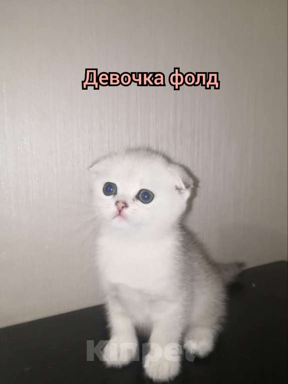 Кошки в Новосибирске: Юта Девочка, 30 000 руб. - фото 1