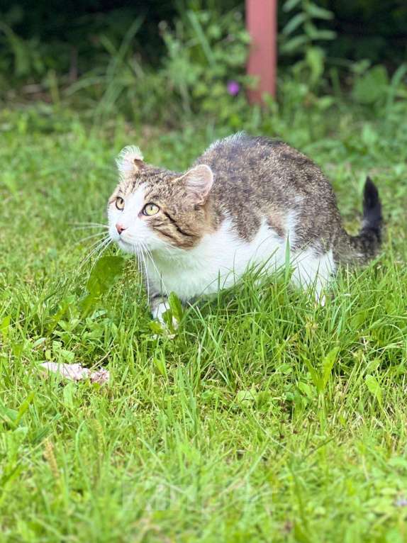Кошки в Можайске: Проша невзирая ни на что и вопреки всему надеется встретится со своей семьей. Мальчик, Бесплатно - фото 2