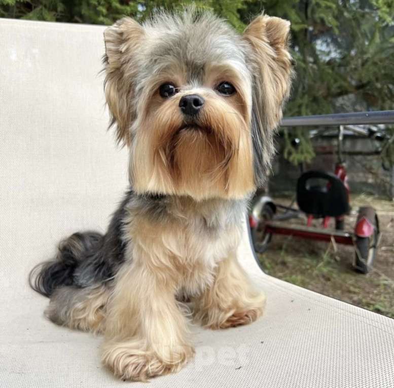 Собаки в Коломне: Генри малыш йоркширского терьера Мальчик, 50 000 руб. - фото 4