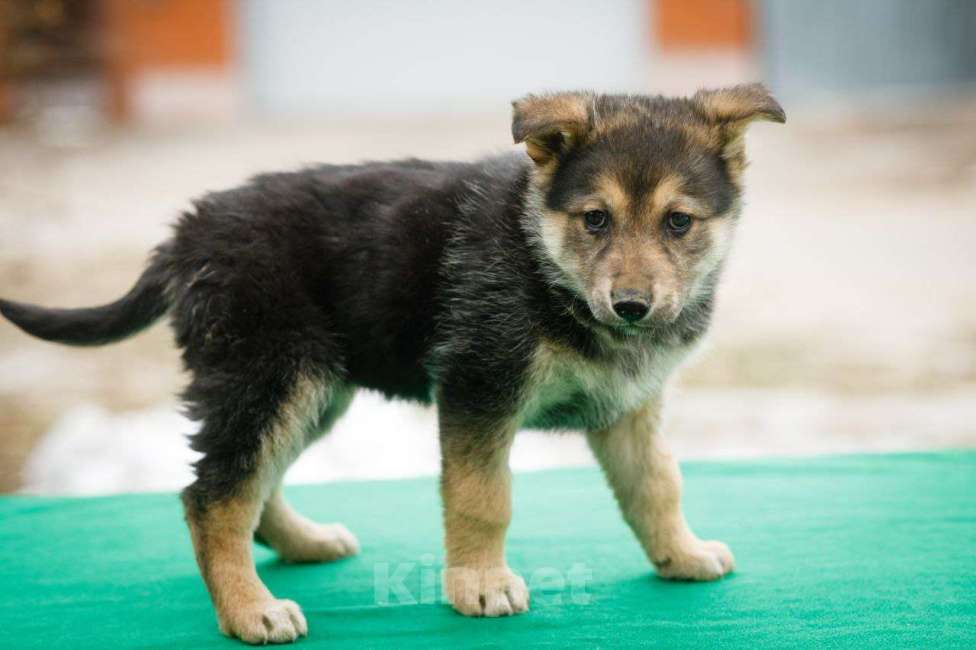 Собаки в Москве: Щенок Маруся в добрые руки Девочка, Бесплатно - фото 4