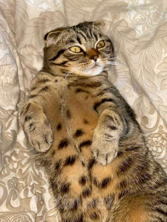 Кошки в Балашихе: Шотландские вислоухие котята 😻 Разнополые, 13 000 руб. - фото 4