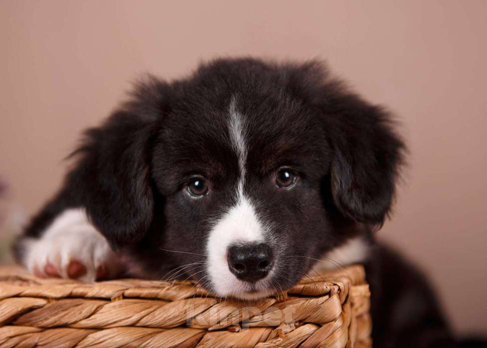 Собаки в других городах Ленинградской области: Замечательный кобель вельш корги кардиган ФЛАФФИ Мальчик, 50 000 руб. - фото 2