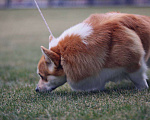 Собаки в Анапе: Племенной кобель вельш корги пемброк Мальчик, Бесплатно - фото 5