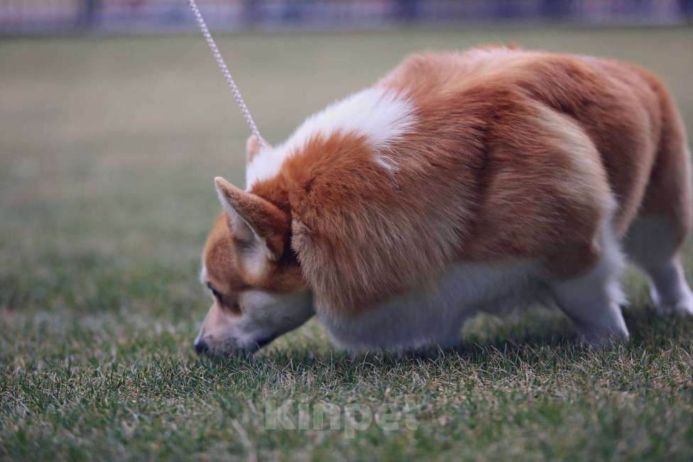 Собаки в Анапе: Племенной кобель вельш корги пемброк Мальчик, Бесплатно - фото 5