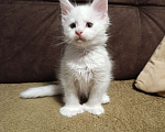 Кошки в Москве: Белый мальчик полидакт жёлтые глаза Мальчик, 40 000 руб. - фото 2