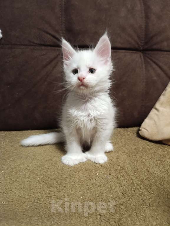 Кошки в Москве: Белый мальчик полидакт жёлтые глаза Мальчик, 40 000 руб. - фото 2