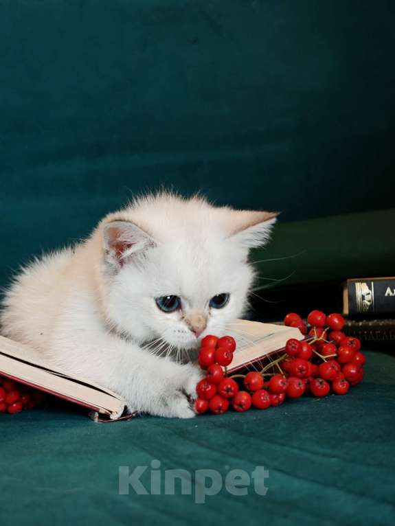 Кошки в Москве: Голубоглазая красотка ждет своих родителей Девочка, 75 000 руб. - фото 7