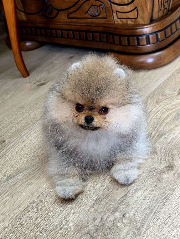 Собаки в Москве: Мальчик мини медвежонок Мальчик, 80 000 руб. - фото 8