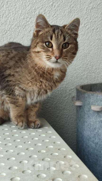 Кошки в Красногорске: Котенок Туман 5 месяцев ищет дом  Мальчик, Бесплатно - фото 6