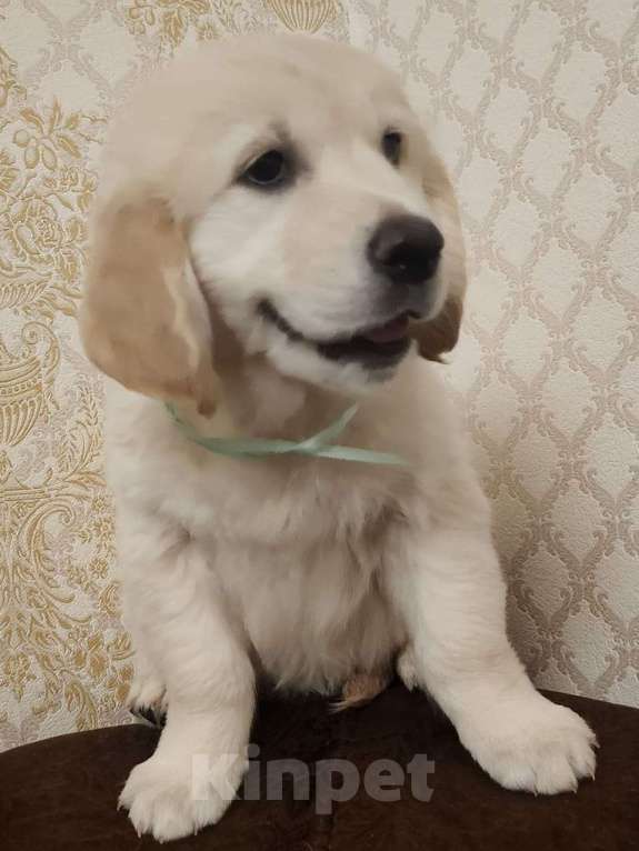 Собаки в Перми: Щенки золотистого ретривера Мальчик, 50 000 руб. - фото 2