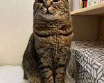 Кошки в Химках: Потрясающая кошка-картошка Сима! Девочка, 10 руб. - фото 2