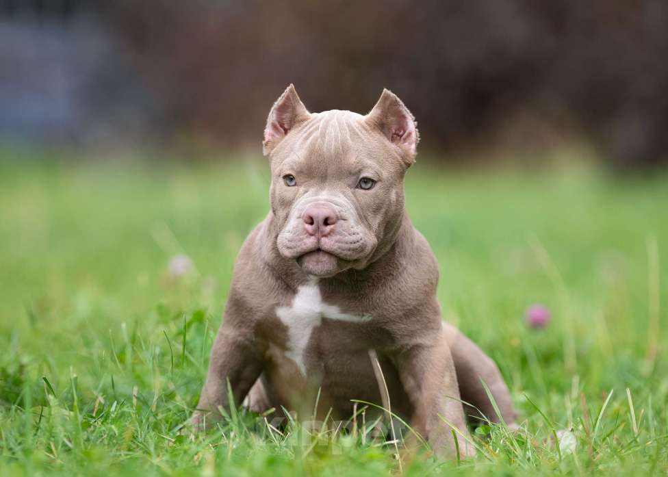 Собаки в Санкт-Петербурге: Предлагаются к продаже щенки американского булли  Девочка, 70 000 руб. - фото 3