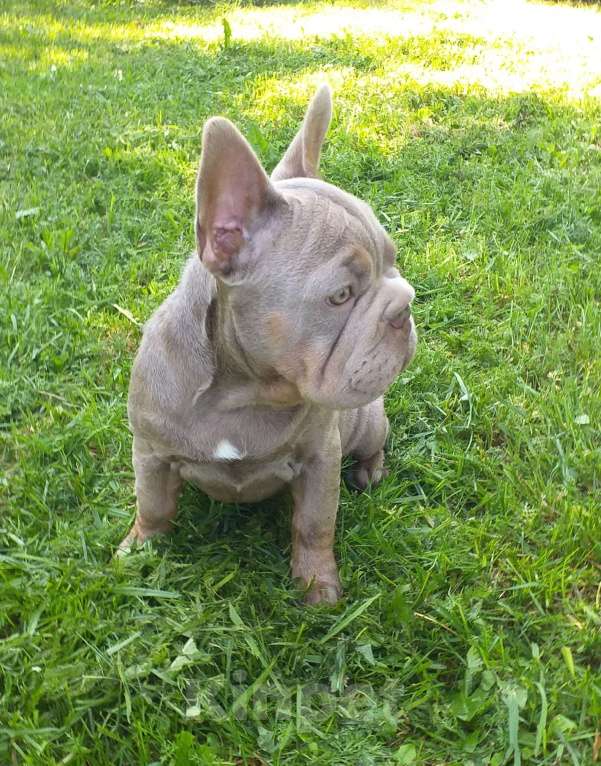 Собаки в Москве: Девочка изабелка Девочка, 100 000 руб. - фото 2