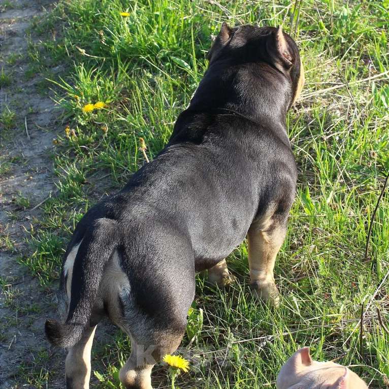 Собаки в Москве: Девочка-булли Девочка, 90 000 руб. - фото 7