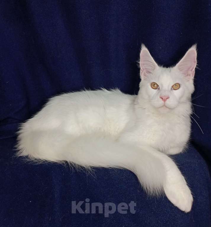 Кошки в Севастополе: Котёнок мейн-кун Мальчик, 65 000 руб. - фото 4