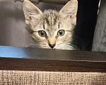 Кошки в Москве: Маша 2 месяца Девочка, Бесплатно - фото 1