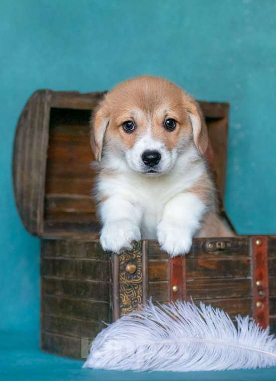 Собаки в Москве: TRUFEL IZ BASVET PRIDE  Мальчик, 95 000 руб. - фото 4